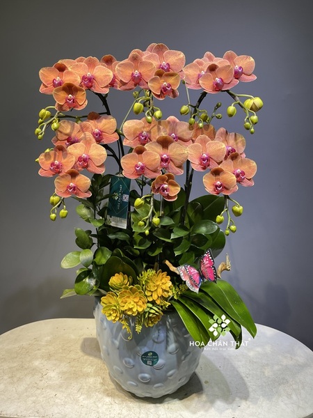 Người mệnh Thổ hợp hoa lan màu gì