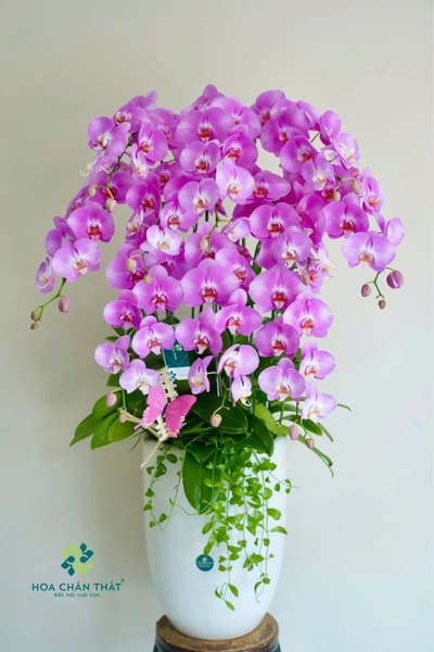 Đặc điểm của lan hồ điệp