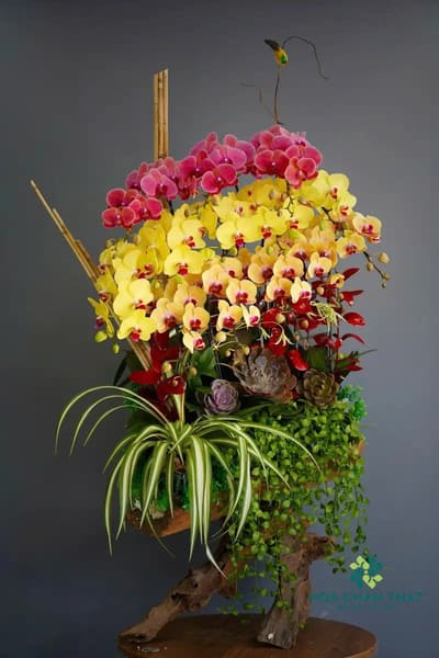 Nguồn gốc và ý nghĩa của lan hồ điệp