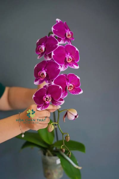 Nguồn gốc xuất xứ của lan hồ điệp