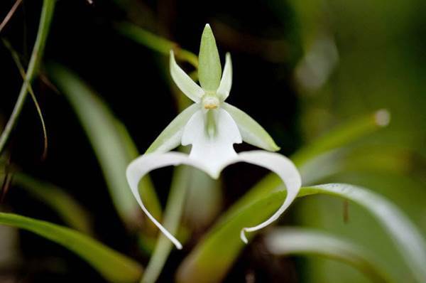 Phong lan ma - Lan hồ điệp màu nào đắt nhất