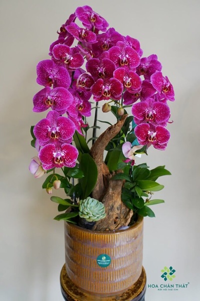 Ý nghĩa hoa lan hồ điệp màu tím – Biểu tượng của sự sang trọng và thủy chung Ý nghĩa hoa lan hồ điệp màu tím trong tình yêu