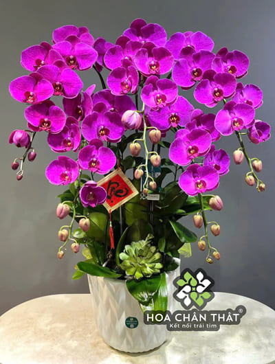 Ý nghĩa hoa lan hồ điệp màu tím – Biểu tượng của sự sang trọng và thủy chung Ý nghĩa lan hồ điệp tím trong cuộc sống