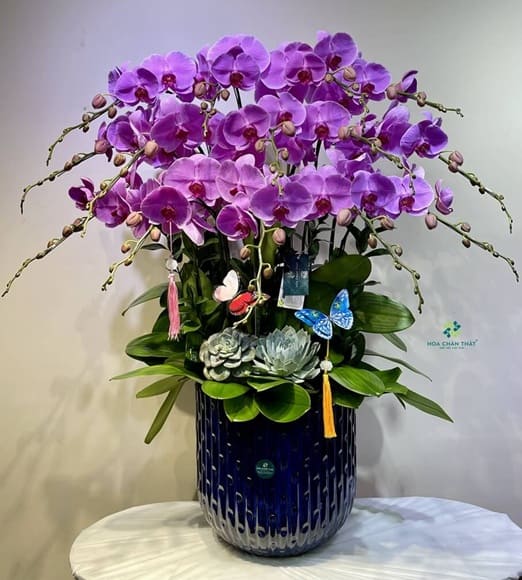 Ý nghĩa hoa lan hồ điệp màu tím – Biểu tượng của sự sang trọng và thủy chung Ý nghĩa hoa lan hồ điệp màu tím