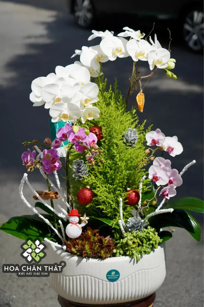 Cách trồng lan hồ điệp đúng kỹ thuật cho người mới bắt đầu Cách trồng lan hồ điệp ra hoa