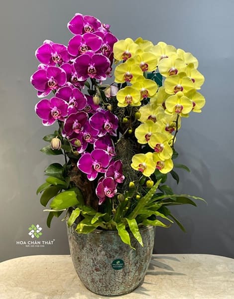 Cách trồng lan hồ điệp đúng kỹ thuật cho người mới bắt đầu Cách chăm lan hồ điệp