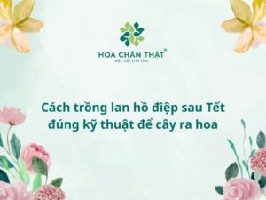 Cách trồng lan hồ điệp sau Tết đúng kỹ thuật để cây ra hoa Cách trồng lan hồ điệp sau khi chơi tết