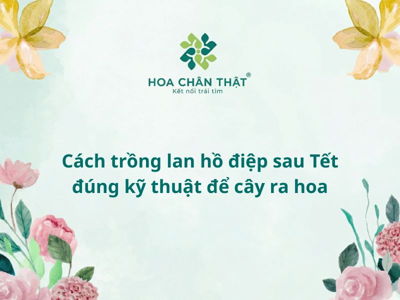Cách trồng lan hồ điệp sau khi chơi tết