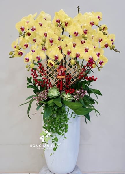 Cách trồng lan hồ điệp sau tết