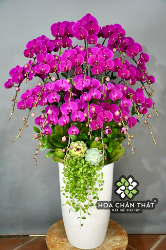 Cách trồng lan hồ điệp đúng kỹ thuật cho người mới bắt đầu Cách chăm sóc lan hồ điệp sau khi trồng