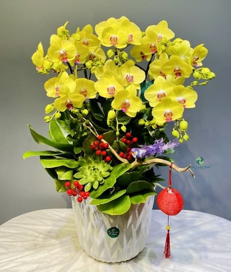 Ý nghĩa của hoa lan hồ điệp màu vàng trong cuộc sống