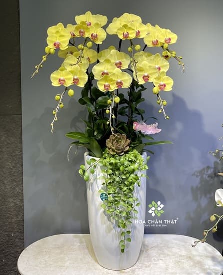 Đặc điểm của lan hồ điệp vàng - Ý nghĩa hoa lan hồ điệp màu vàng