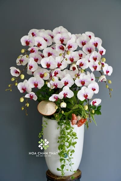 Các yếu tố ảnh hướng đến giá lan hồ điệp