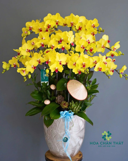 Ý nghĩa hoa lan hồ điệp màu vàng