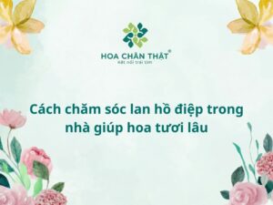 Cách chăm sóc lan hồ điệp trong nhà