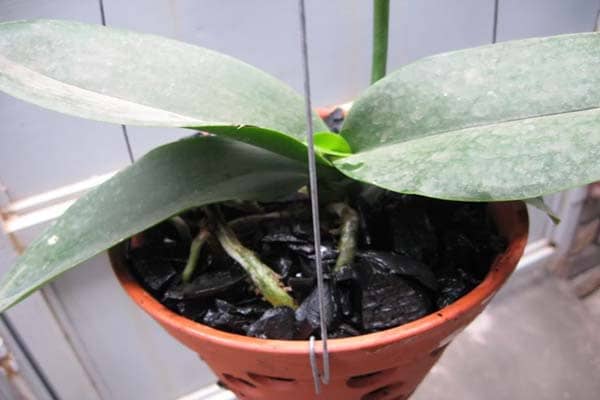 Chuẩn bị than củi và xử lý để trồng lan hồ điệp hiệu quả