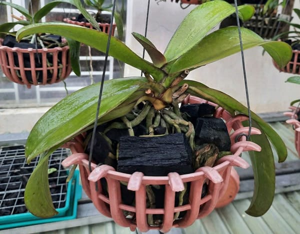 Cách trồng lan hồ điệp bằng than củi chi tiết