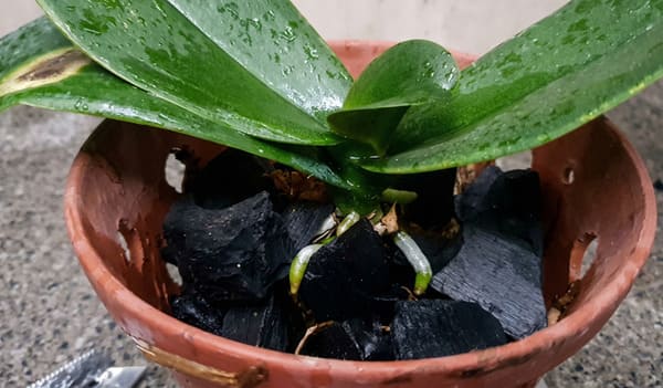 Cách chăm sóc lan hồ điệp khi trồng bằng than củi hiệu quả