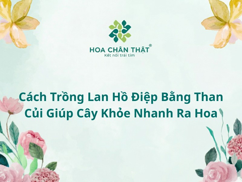 Cách trồng lan hồ điệp bằng than củi hiệu quả