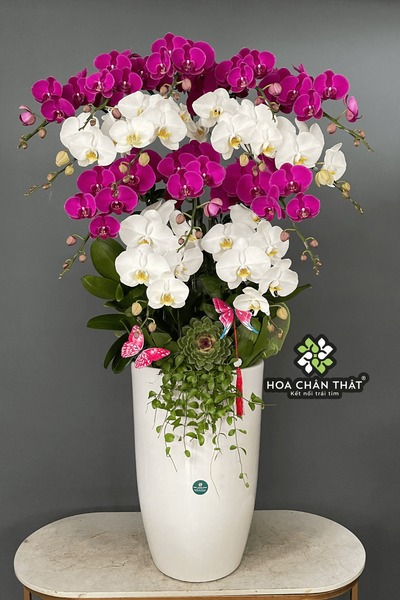 Chậu lan hồ điệp 14 cành