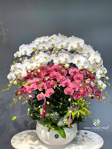 Chậu lan hồ điệp trắng đỏ tại Hoa Chân Thật