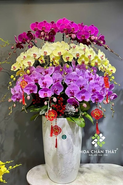 Cách chăm sóc lan hồ điệp trong nhà - Chậu lan hồ điệp đẹp tại Hoa Chân Thật