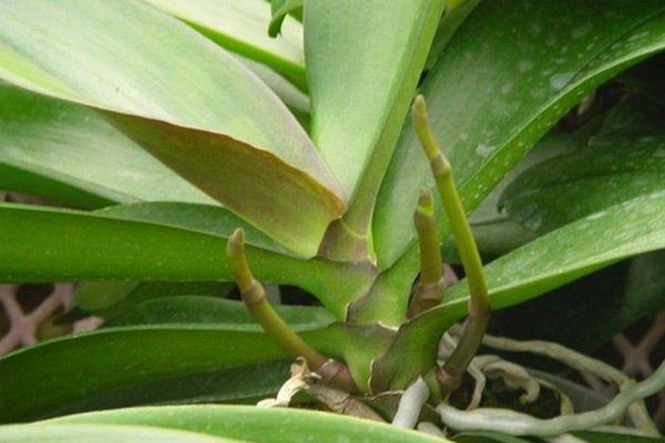 Lan hồ điệp 1 năm ra hoa mấy lần?