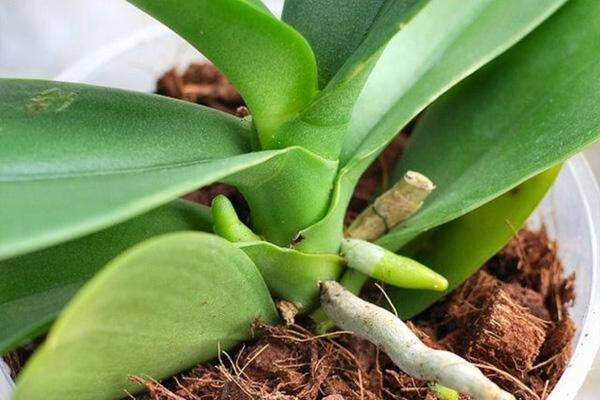 Lan hồ điệp trồng bao lâu thì ra hoa