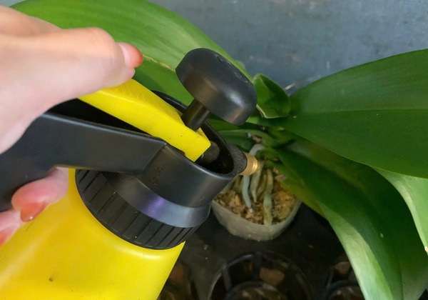 Bón phân để kích thích lan hồ điệp ra hoa