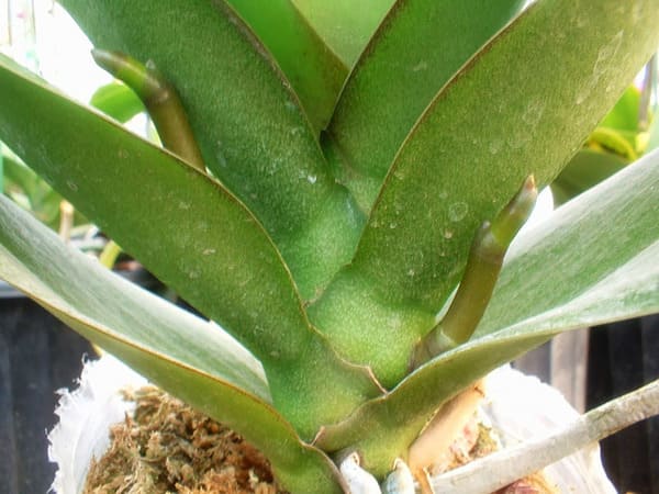 Dấu hiệu nhận biết lan hồ điệp sắp ra hoa - Lan hồ điệp 1 năm ra hoa mấy lần