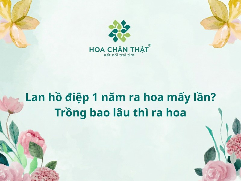 Lan hồ điệp 1 năm ra hoa mấy lần