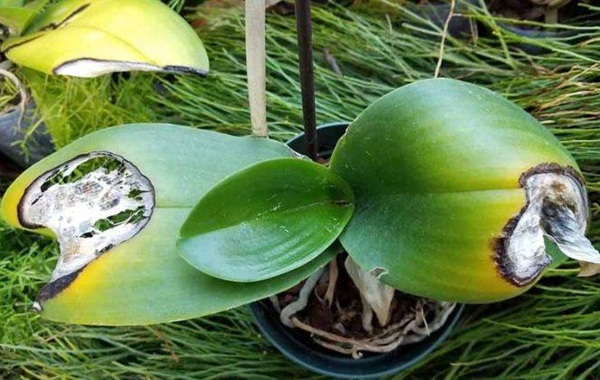 Lan hồ điệp nhận quá nhiều anh sáng - Tại sao lan hồ điệp không ra hoa