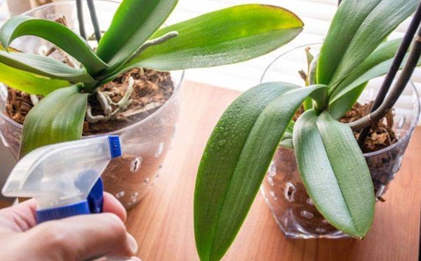 Bón phân sai cách cũng là nguyên nhân dẫn đến lan hồ điệp không ra hoa