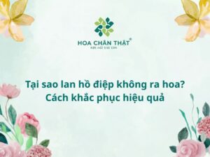 Tại sao lan hồ điệp không ra hoa?