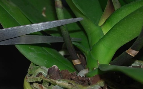 Cách phục hồi lan hồ điệp sau khi ra hoa