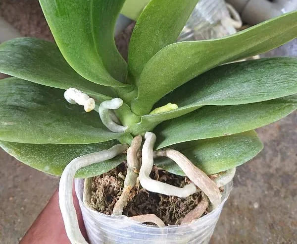 Cách khắc phục tình trạn lan hồ điệp không ra hoa