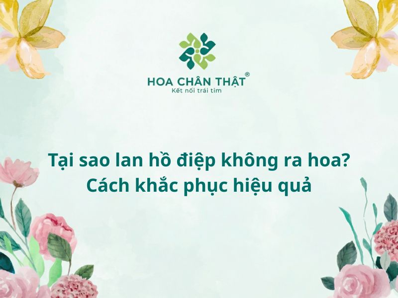 Tại sao lan hồ điệp không ra hoa?