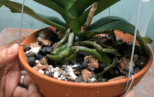 Phương pháp trồng lan hồ điệp bằng xỉ than