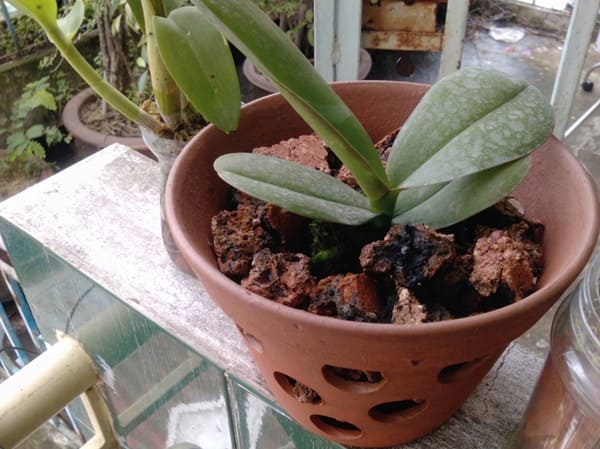 Cách chọn xỉ than để trồng lan hồ điệp hiệu quả