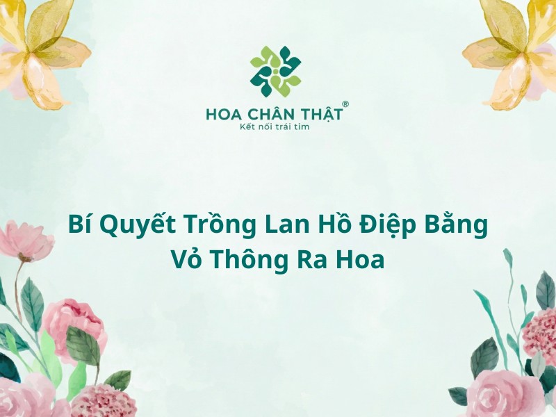 Trong lan ho diep bang vo thong