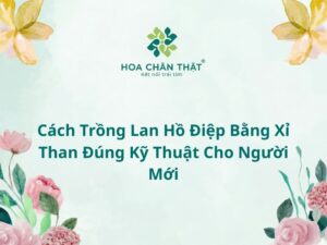 Cách trồng lan hồ điệp bằng xỉ than đúng kỹ thuật cho người mới Trồng lan hồ điệp bằng xỉ than