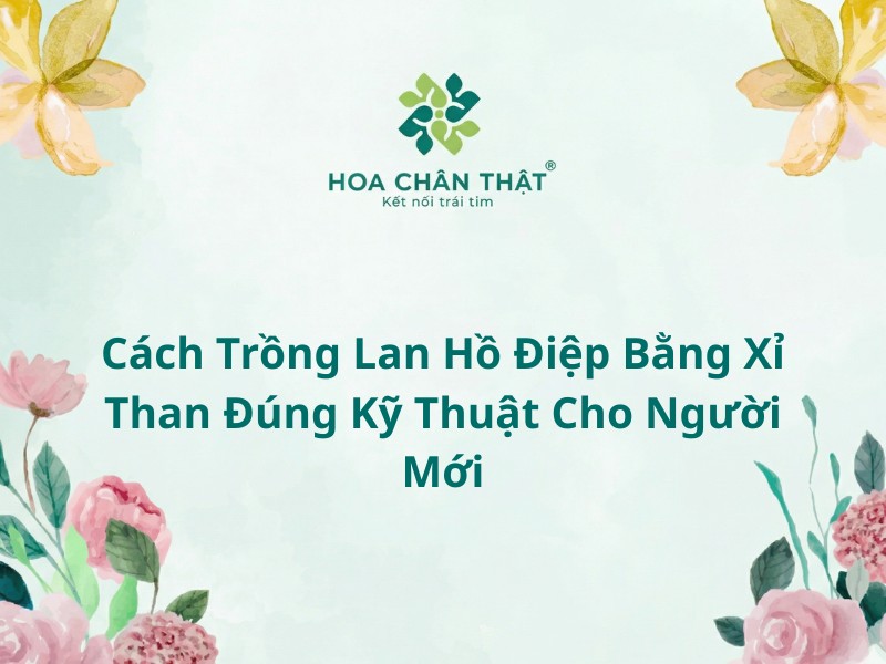 Trồng lan hồ điệp bằng xỉ than