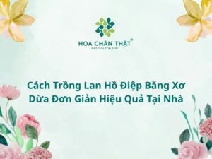 Cách trồng lan hồ điệp bằng xơ dừa đơn giản hiệu quả tại nhà Trồng lan hồ điệp bằng xơ dừa