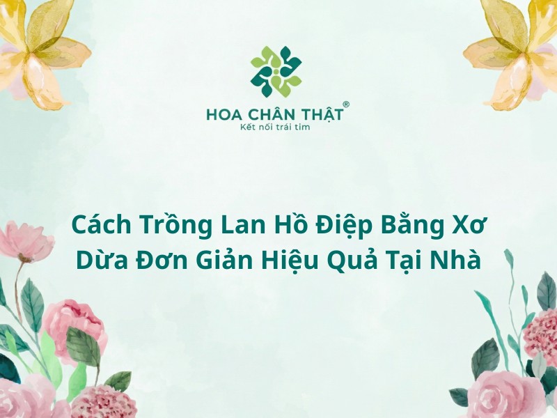 Trồng lan hồ điệp bằng xơ dừa