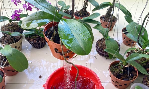 Cách tưới nước cho lan hồ điệp - Bằng cách ngâm chậu
