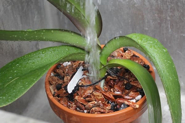 Cách tưới nước cho lan hồ điệp