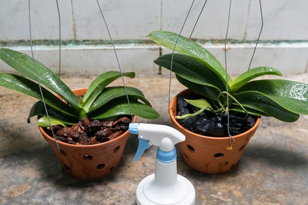 Cách tưới lan hồ điệp