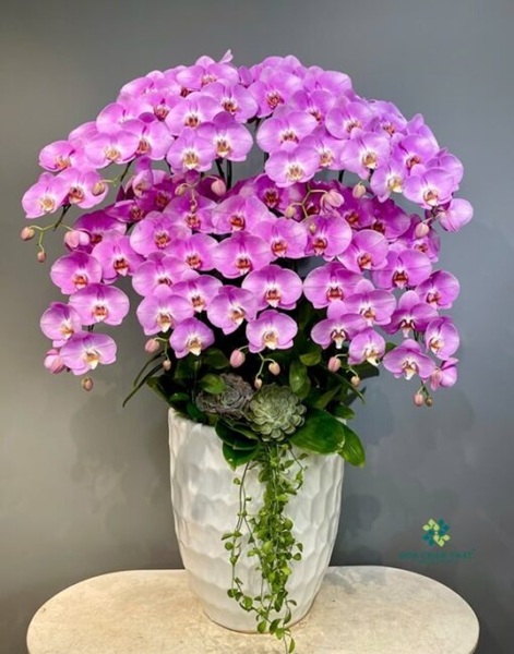 Chậu lan hồ điệp tím ngọc tại Hoa Chân Thật
