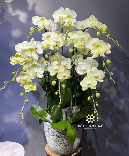 Cách trồng lan hồ điệp bằng xơ dừa đơn giản hiệu quả tại nhà Chậu lan hồ điệp sang trọng của Hoa Chân Thật