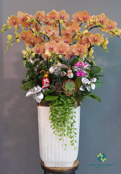 Chậu lan hồ điệp đẹp tại Hoa Chân Thật
